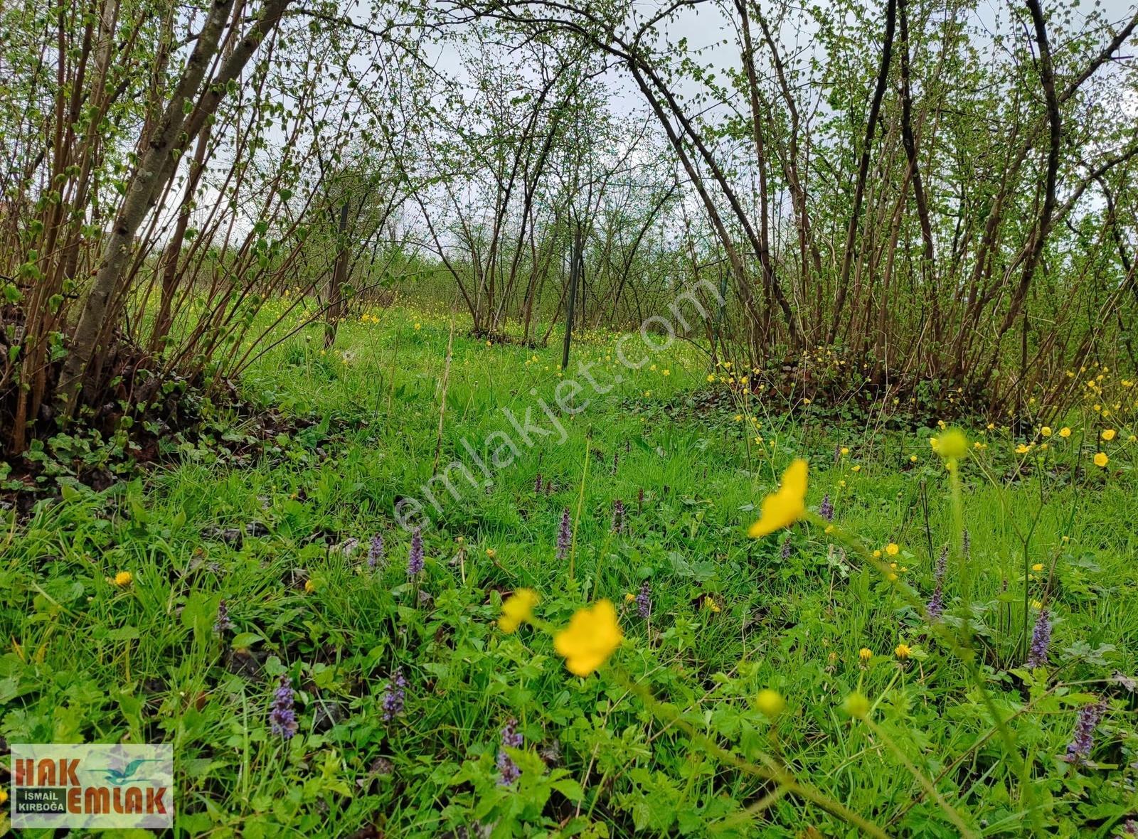 Hak Emlak'tan Gölyaka-esen Mah.de Satılık 458m² Arsa - Görsel 25