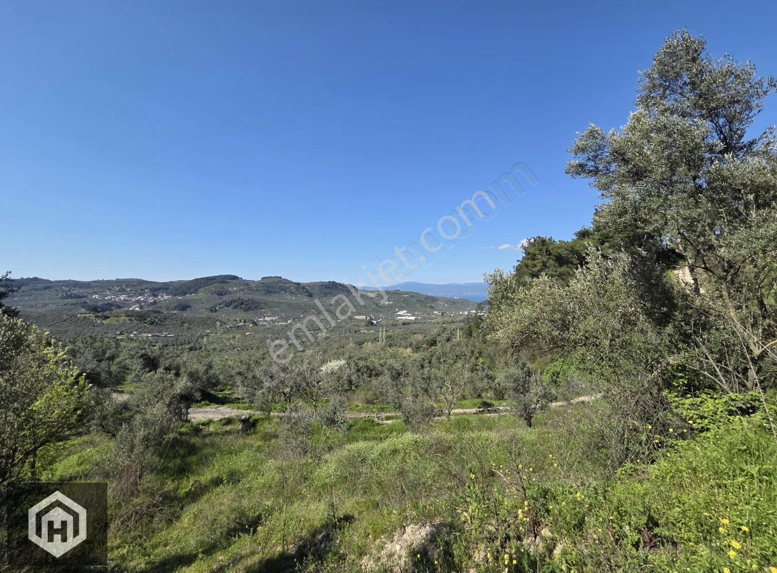 Bursa Mudanya Ömerbey Mh 4272mt2 Deniz Manzaralı Tek Tapu Bağ - Görsel 15