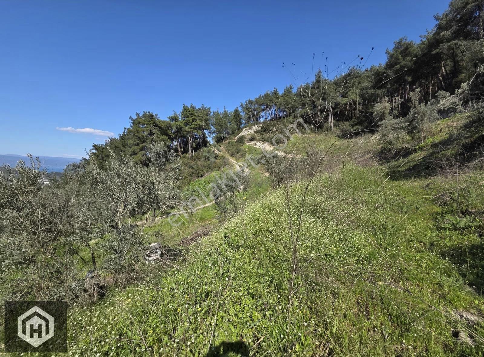 Bursa Mudanya Ömerbey Mh 4272mt2 Deniz Manzaralı Tek Tapu Bağ - Görsel 10