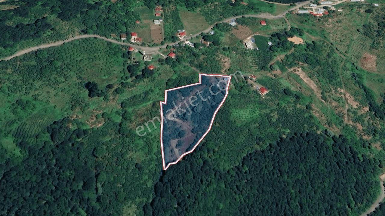 2 Ahşap Evli, Fındık Bahçeli 9.827 M² Müstakil Yaşam Alanı