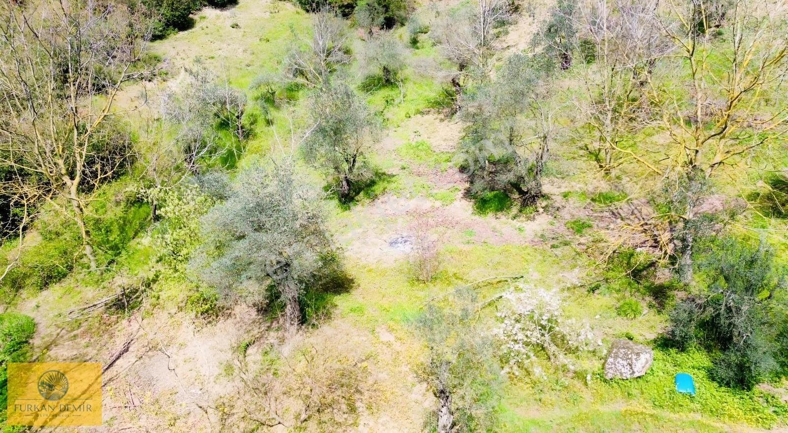 Furkan Demir'den Karamürsel'de 1078 M2 Satılık Fırsat Zeytinlik - Görsel 3