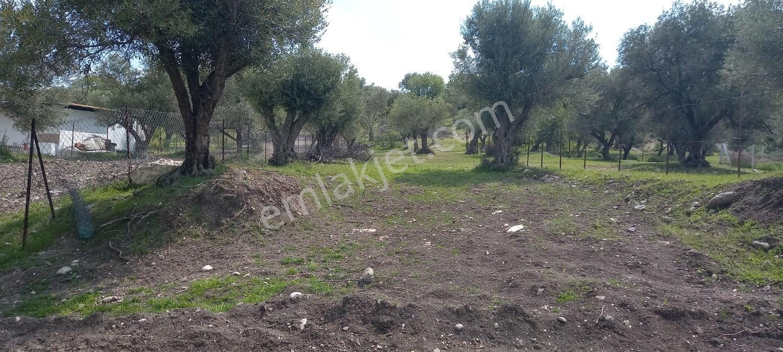 Startkey Platin'den Satılık Kağan Köyü’nde,köy İçi İmarlı, Elektrik-su Mevcut, 1200 M² Satılık Arsa - Görsel 7