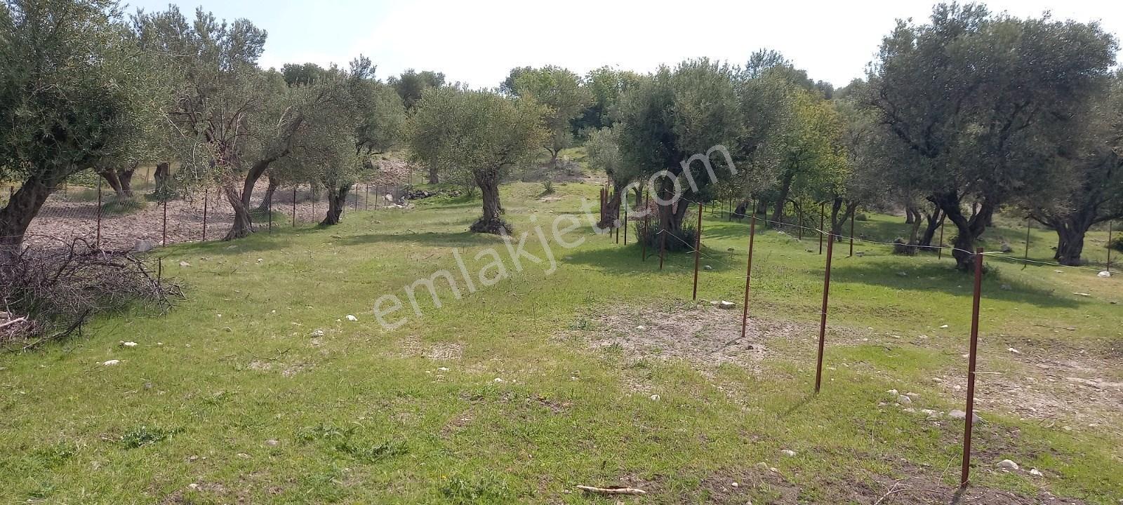 Startkey Platin'den Satılık Kağan Köyü’nde,köy İçi İmarlı, Elektrik-su Mevcut, 1200 M² Satılık Arsa - Görsel 3