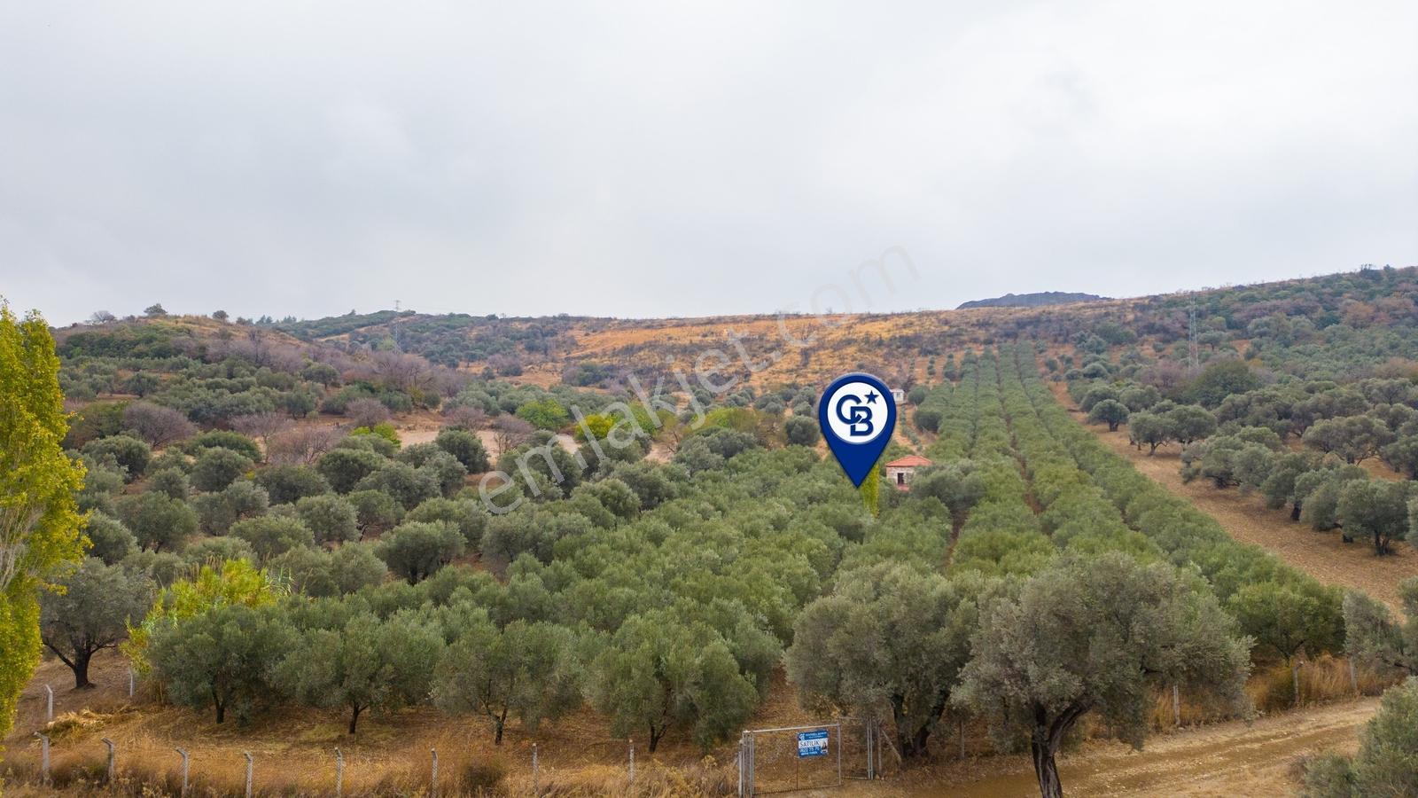 Foça Kozbeyli'de Satılık Tarla - Görsel 3