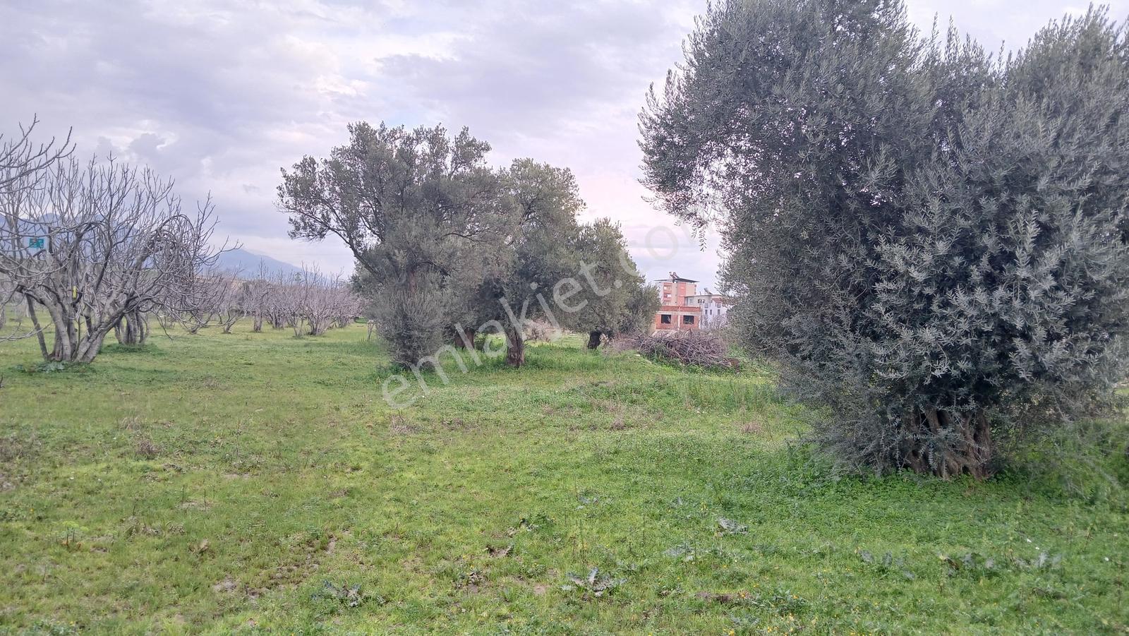 İmar Uygulama Bölgesinde 3 Kata İmarlı 5.164 M² İncir Bahçesi - Görsel 9