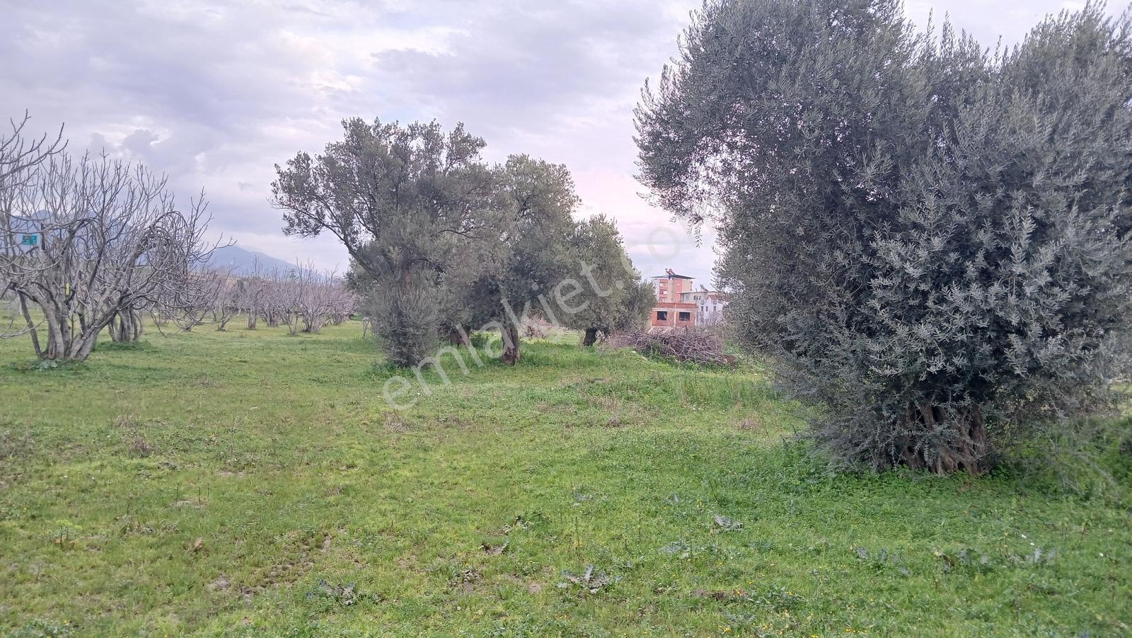 İmar Uygulama Bölgesinde 3 Kata İmarlı 5.164 M² İncir Bahçesi - Görsel 19
