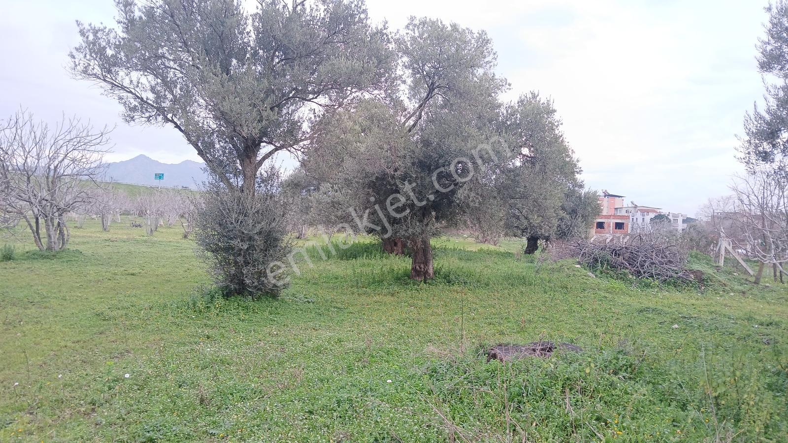 İmar Uygulama Bölgesinde 3 Kata İmarlı 5.164 M² İncir Bahçesi - Görsel 18
