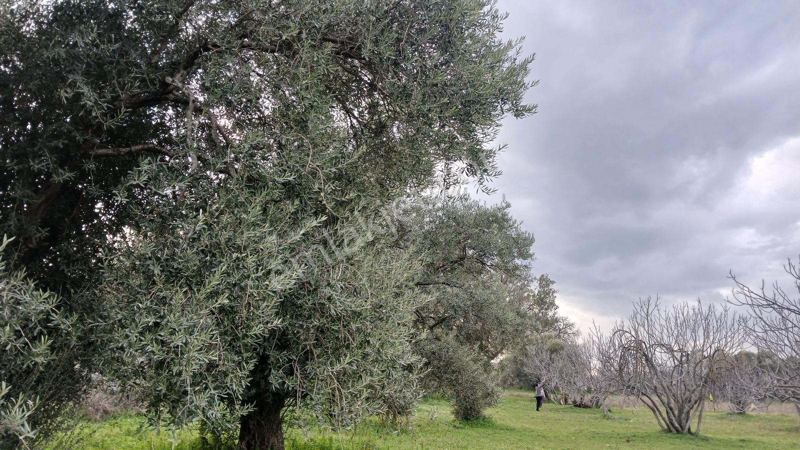İmar Uygulama Bölgesinde 3 Kata İmarlı 5.164 M² İncir Bahçesi