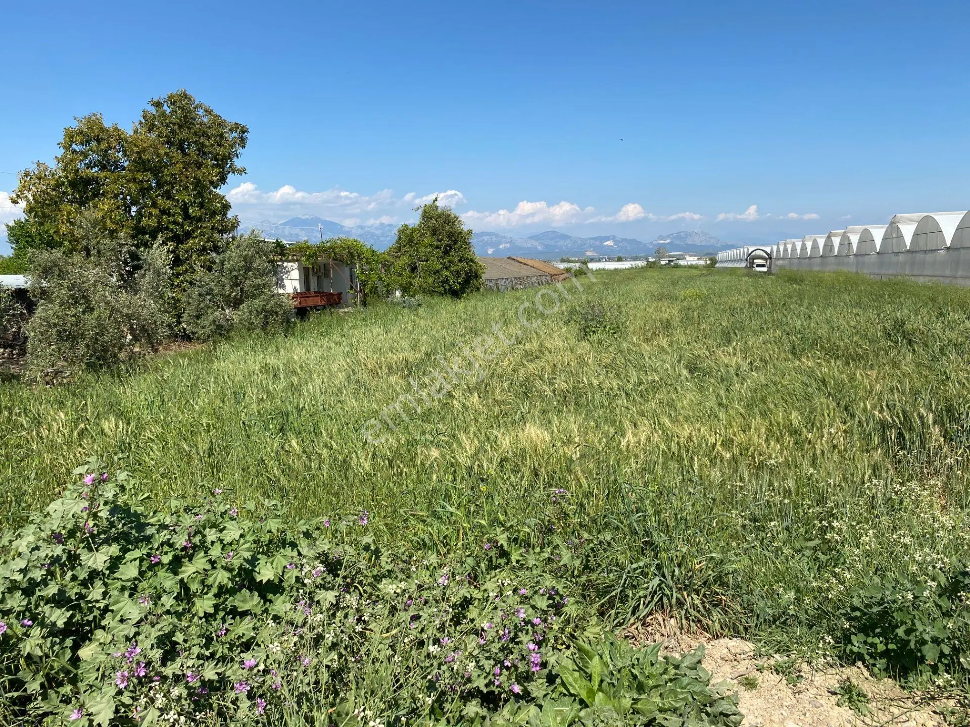 Antalya Aksu Yurtpınar,da 10715m Satılık Tarla - Görsel 2