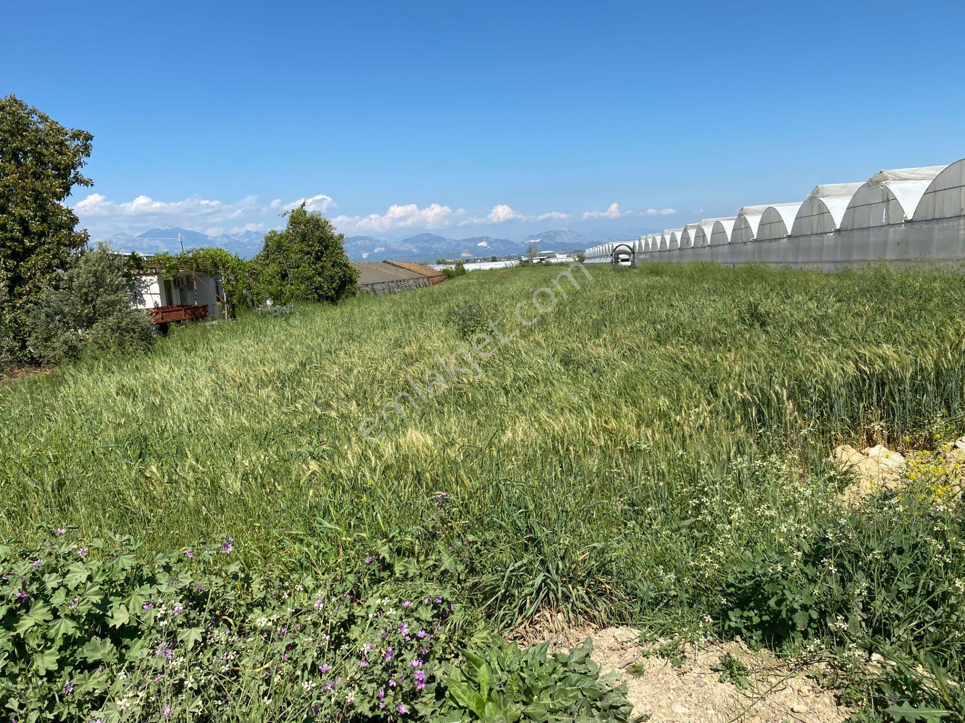 Antalya Aksu Yurtpınar,da 10715m Satılık Tarla