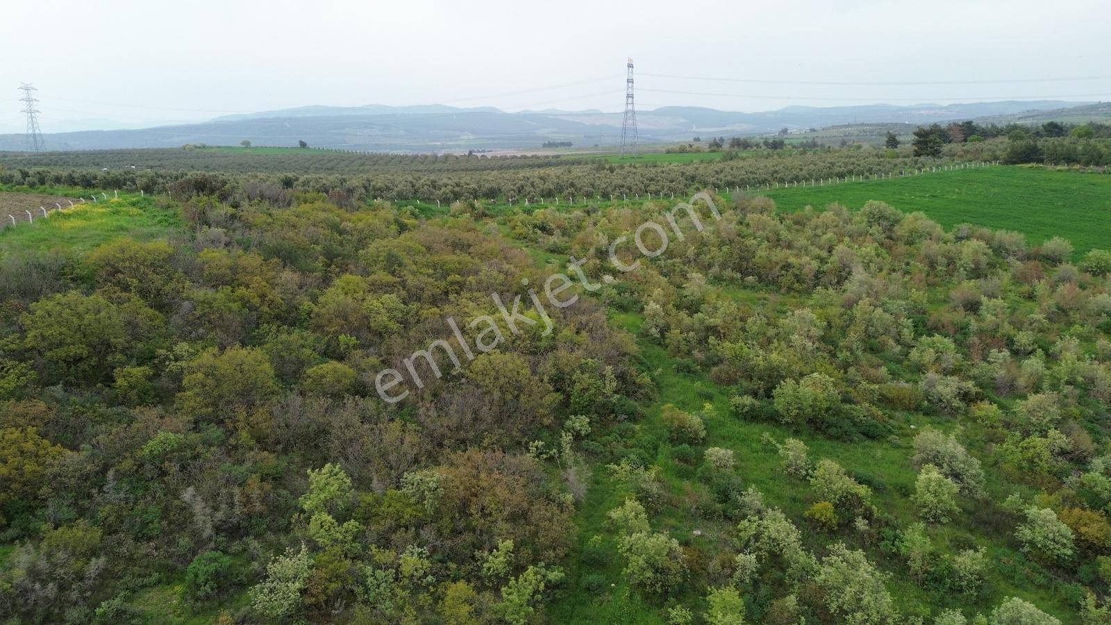 Manisa Soma Dualar Mevkiinde Satılık Tarla Ges İzinli 86.800 M² - Görsel 3