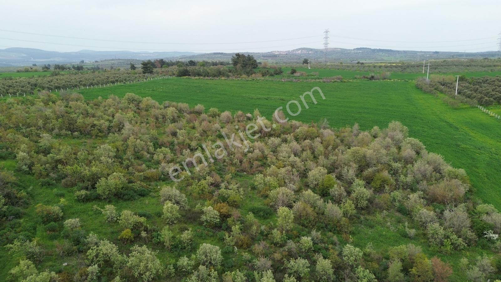 Manisa Soma Dualar Mevkiinde Satılık Tarla Ges İzinli 86.800 M² - Görsel 4