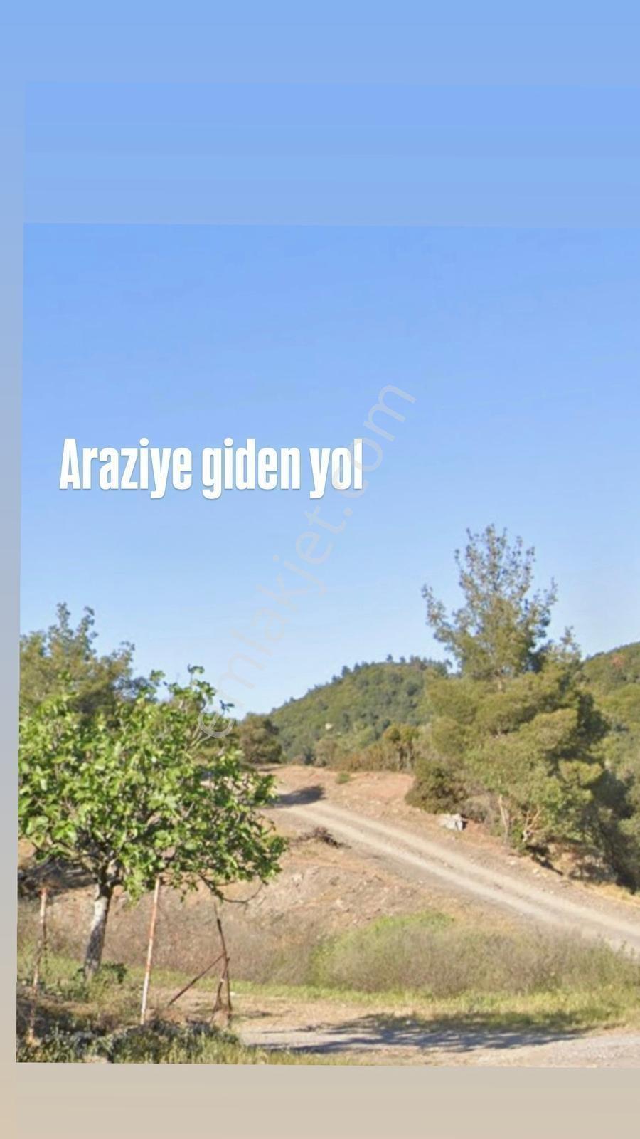 Seferihisar Beylerde Eşsiz Gün Batımı Manzaralı 17 Dönüm Arazi - Görsel 7
