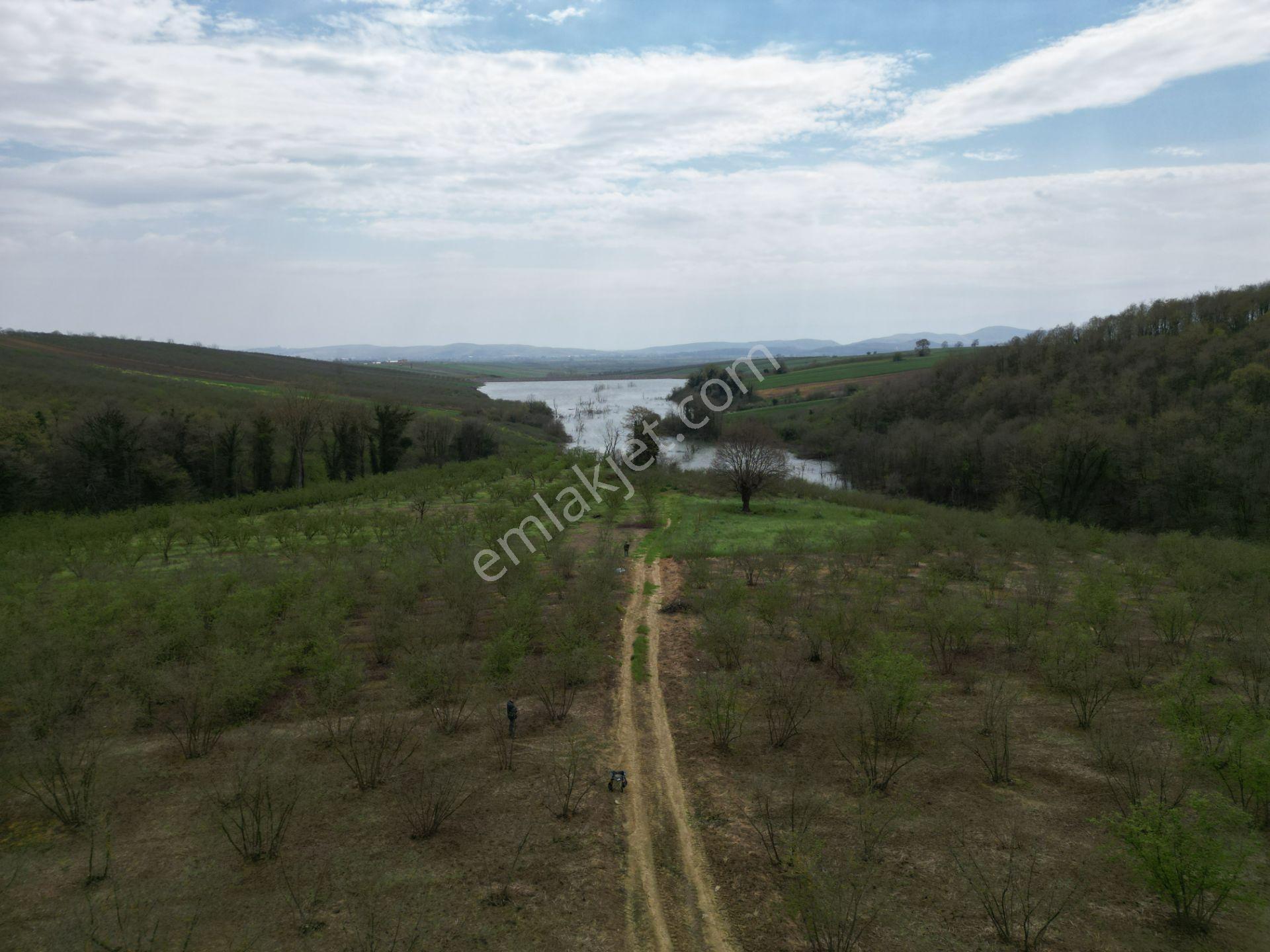 Söğütlü 2. Osb Yanı | Göl Manzaralı, Resmi Yola Cepheli 8.935 M² Fındık Bahçesi - Görsel 9