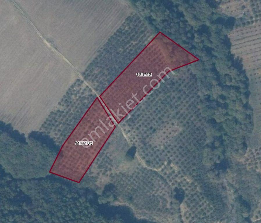 Söğütlü 2. Osb Yanı | Göl Manzaralı, Resmi Yola Cepheli 8.935 M² Fındık Bahçesi - Görsel 30