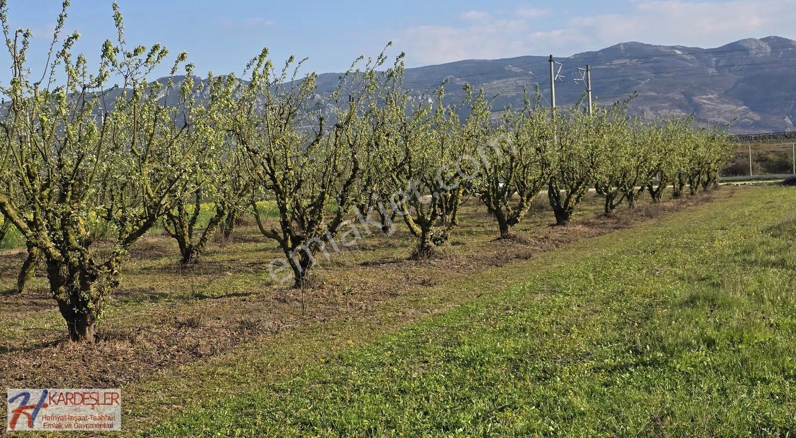 Sakarya P.ova Cumhuriyet Mah.yht İstasyonuna Çarşıya Yakın Bahçe - Görsel 11
