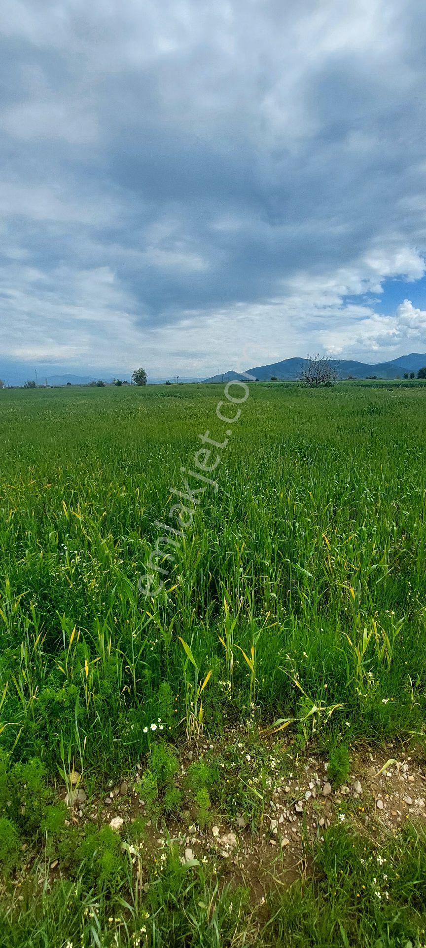 10250 M2 Dümdüz Arazi - Görsel 7