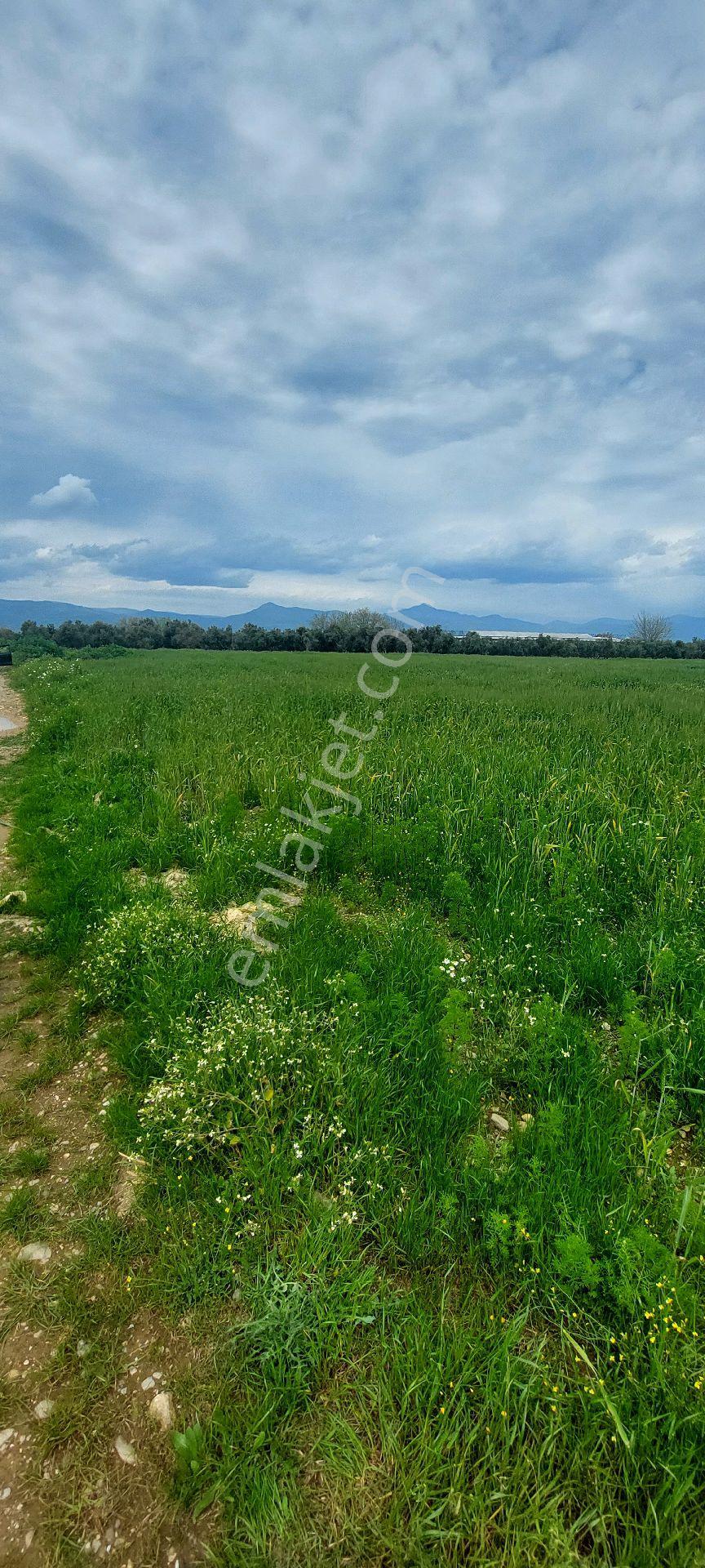 10250 M2 Dümdüz Arazi