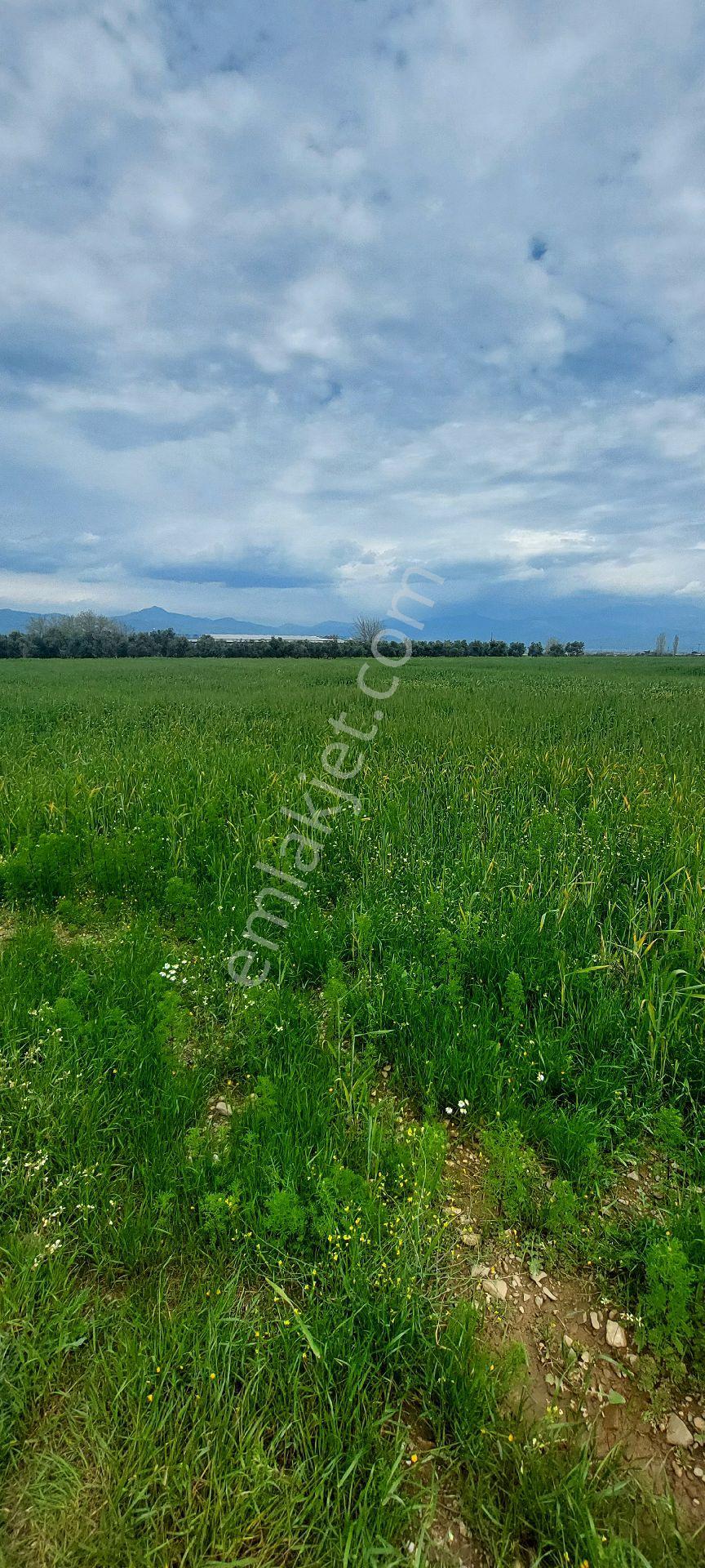 10250 M2 Dümdüz Arazi - Görsel 4