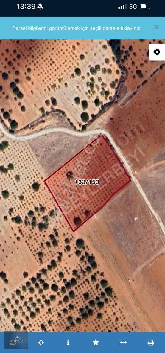 Suboğazda Satlık Ceviz,bağ Bahçesi - Görsel 2