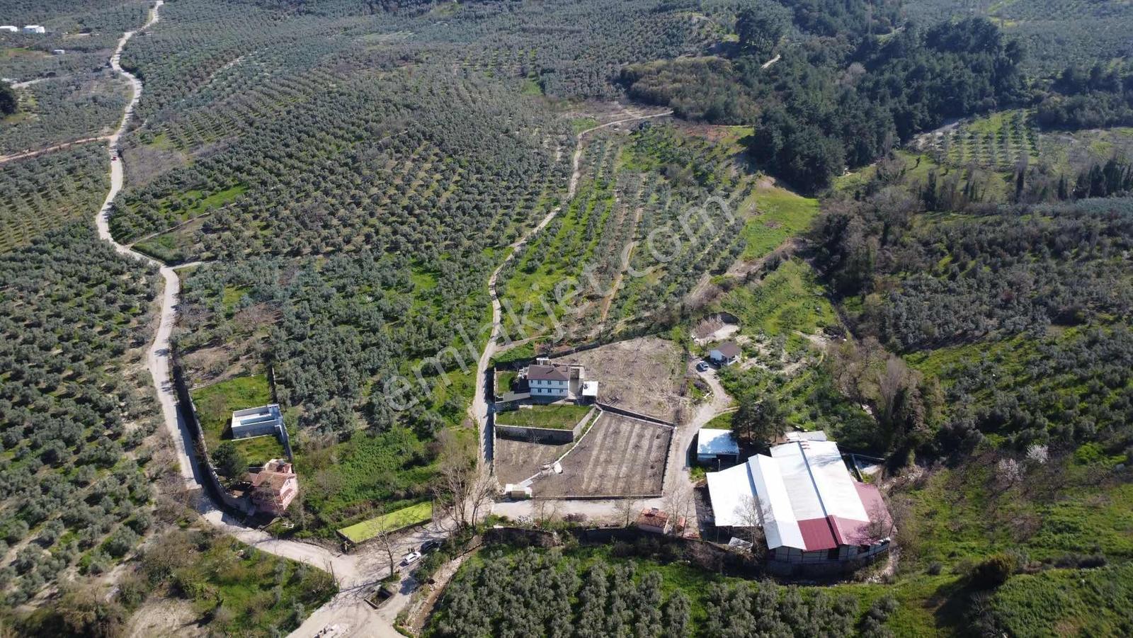Imk Immobılıen By Berce- Işıklıda 4372 M2 Satılık Zeytinlik