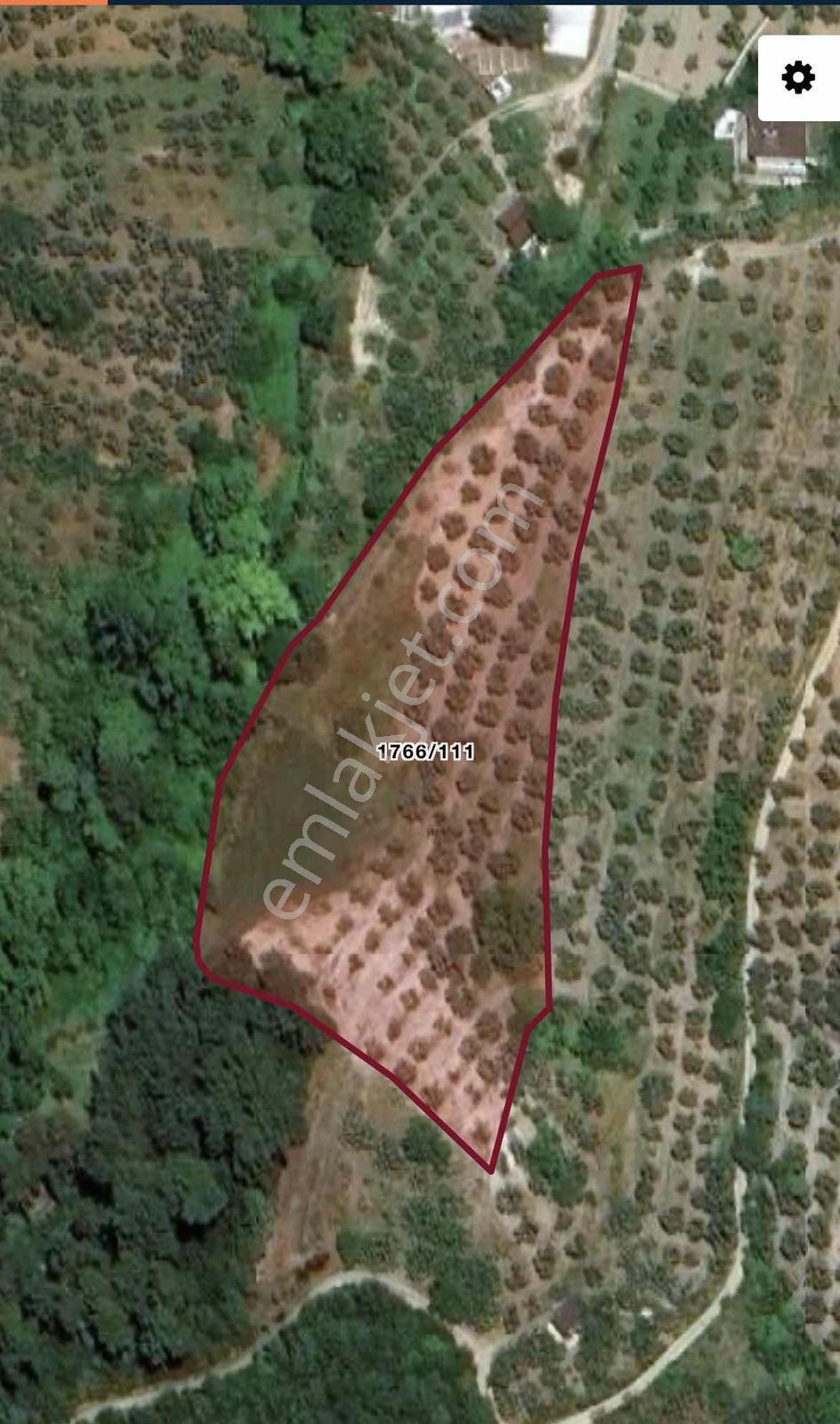 Imk Immobılıen By Berce- Işıklıda 4372 M2 Satılık Zeytinlik - Görsel 2