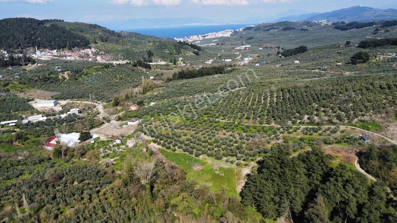 Imk Immobılıen By Berce- Işıklıda 4372 M2 Satılık Zeytinlik - Görsel 4
