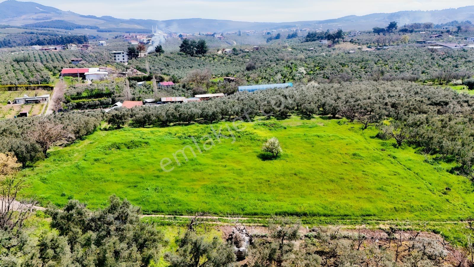 Bursa Mudanya Güzelyalı Eğitim Mahallesinde Satılık Tarla - Görsel 27
