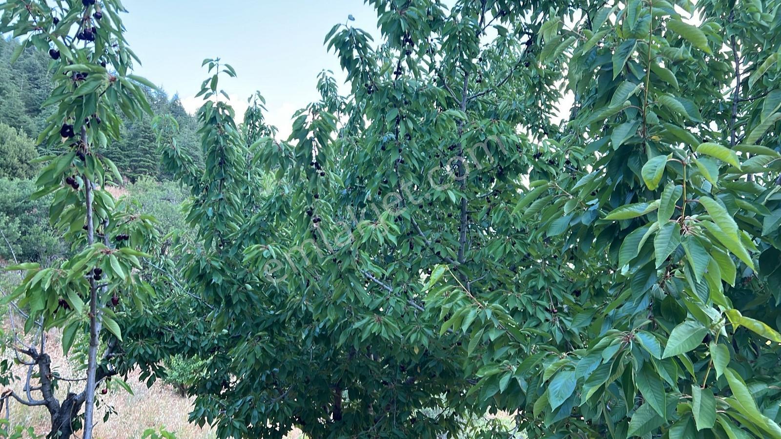 Farkmaraş Gayrimenkul Den Gafarlı Da Satılık Bağ-bahçe - Görsel 11