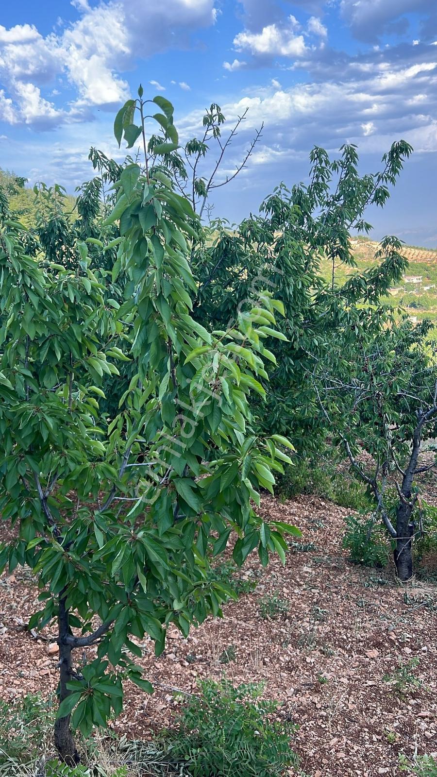 Farkmaraş Gayrimenkul Den Gafarlı Da Satılık Bağ-bahçe - Görsel 13