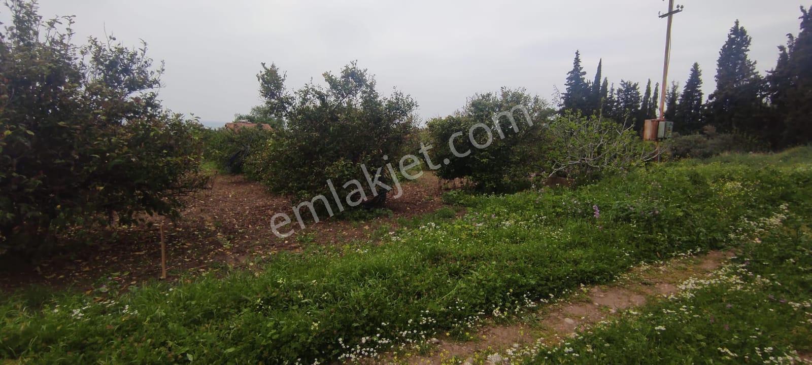 İzmir Gümüldürde Kupon Yatırımlık Deniz Manzaralı Arsa (3.040m2 Kadastral Yola Cepheli) - Görsel 8