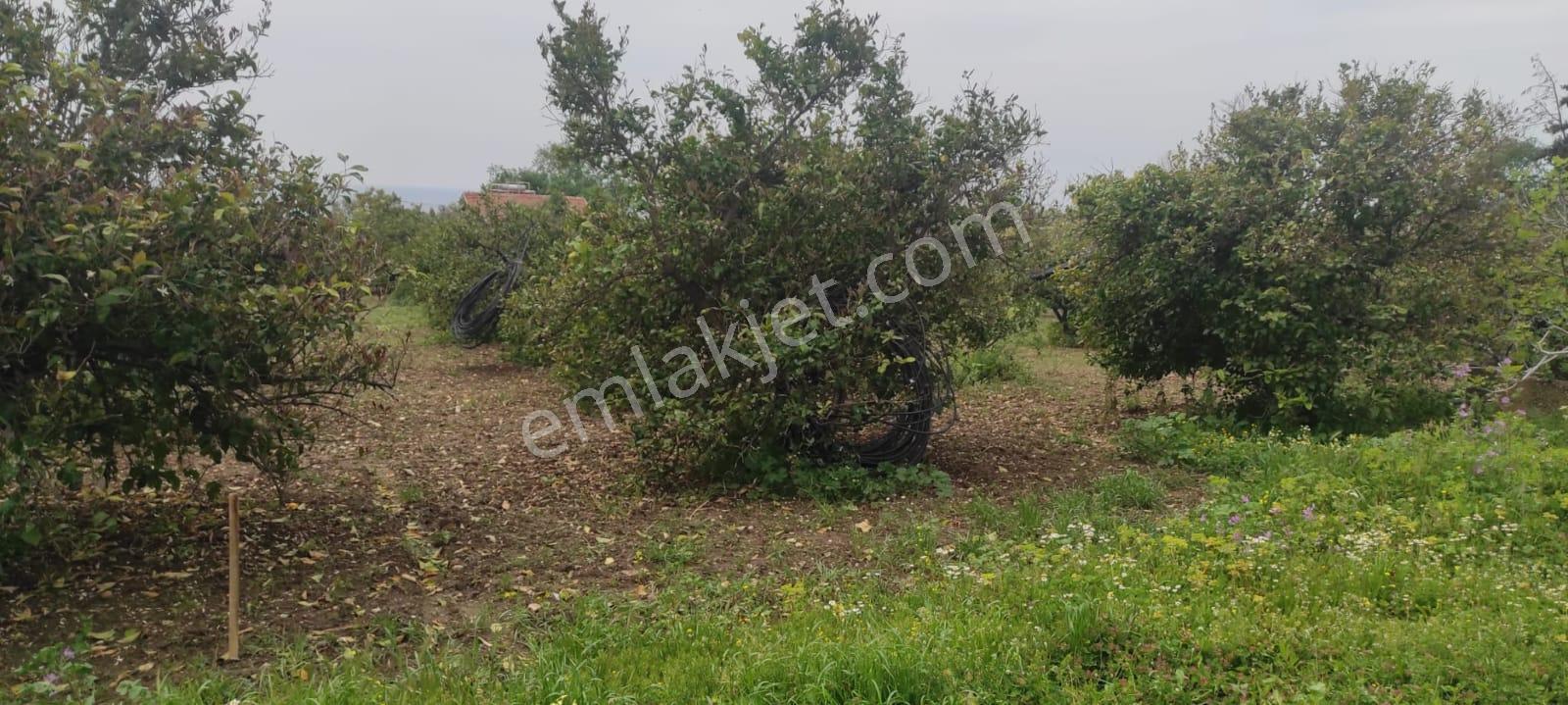 İzmir Gümüldürde Kupon Yatırımlık Deniz Manzaralı Arsa (3.040m2 Kadastral Yola Cepheli) - Görsel 7