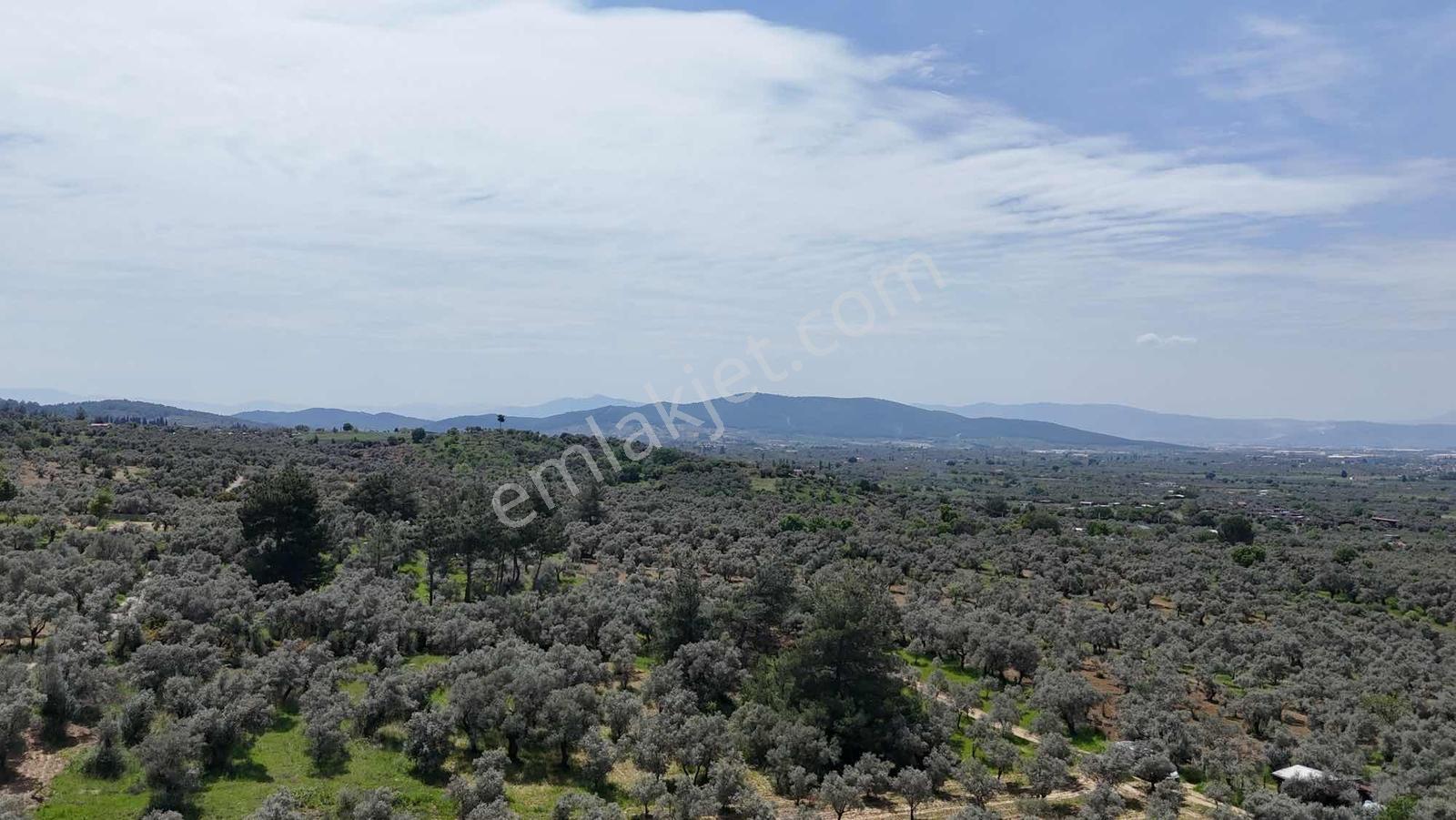 Dirmilde 1402 M2 Hisseli Zeytinlik - Görsel 14