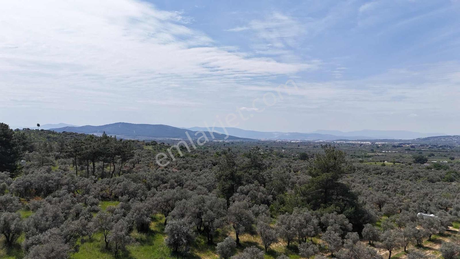 Dirmilde 1402 M2 Hisseli Zeytinlik - Görsel 10