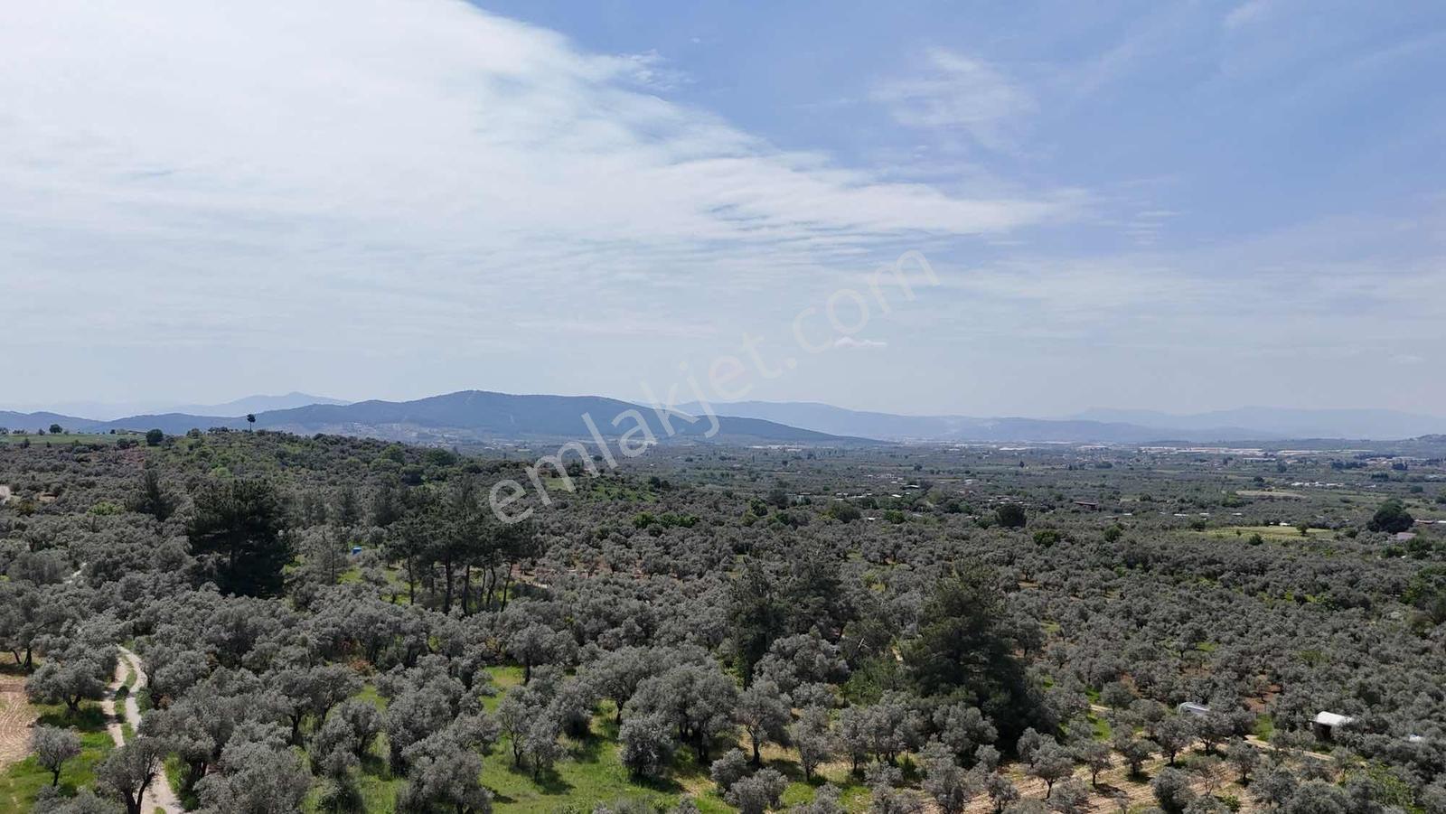 Dirmilde 1402 M2 Hisseli Zeytinlik - Görsel 13