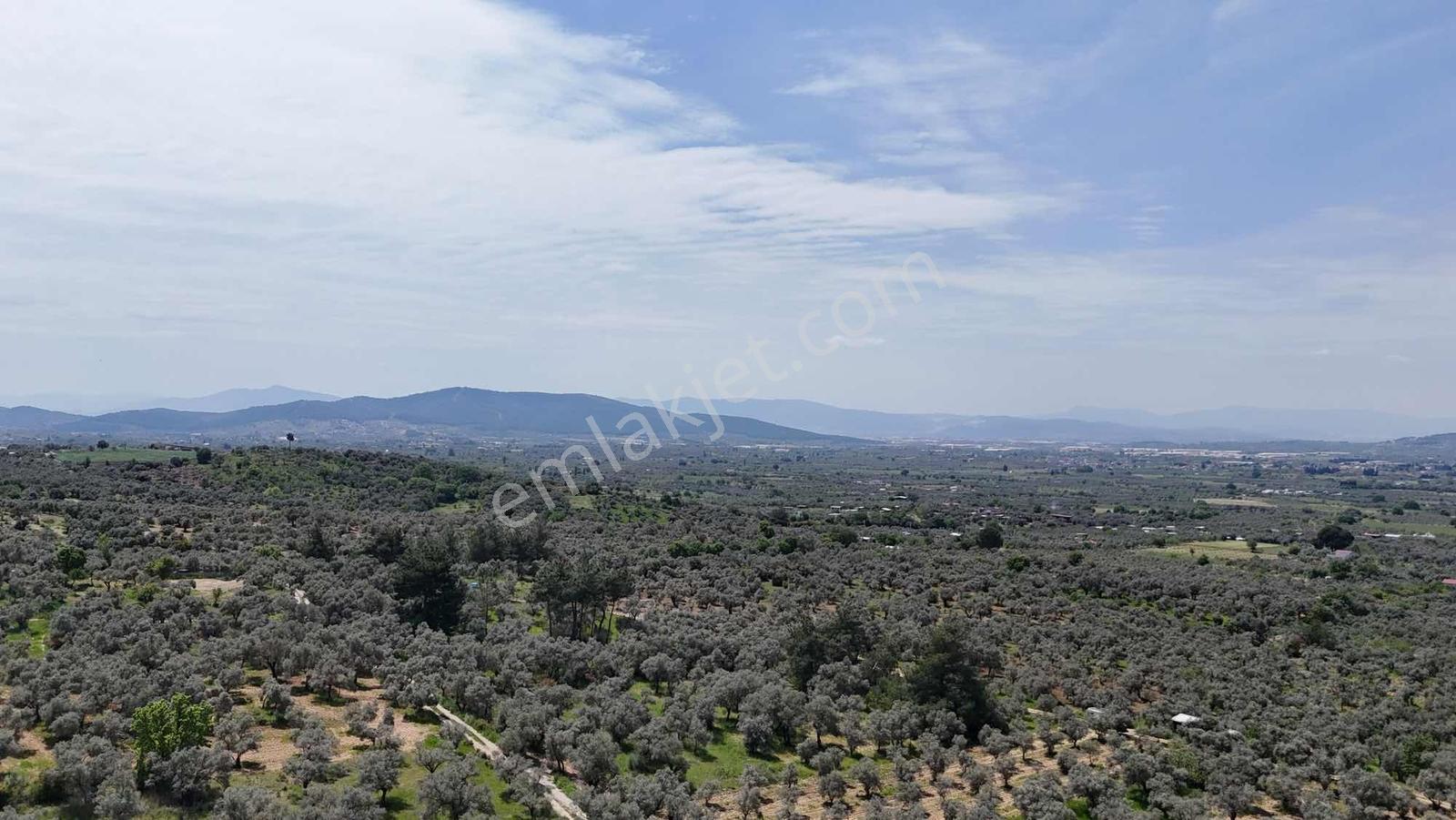 Dirmilde 1402 M2 Hisseli Zeytinlik - Görsel 12