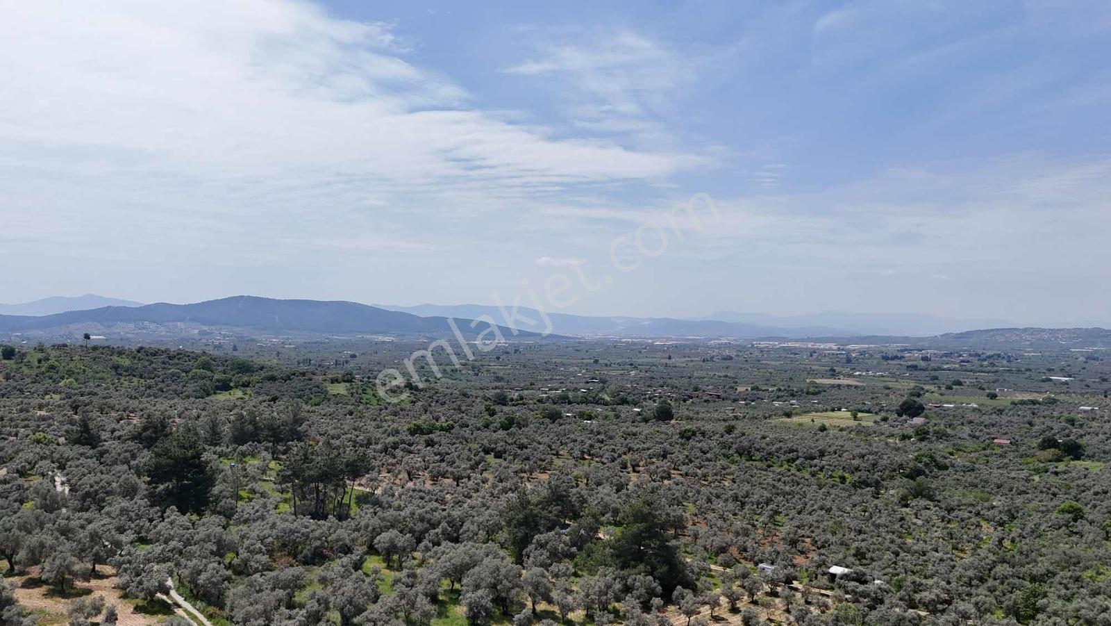 Dirmilde 1402 M2 Hisseli Zeytinlik - Görsel 9