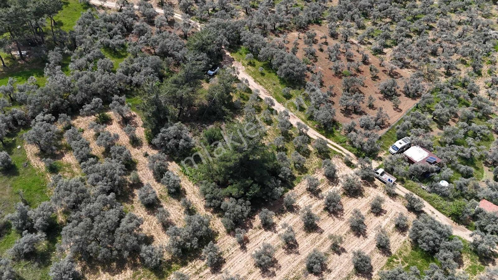 Dirmilde 1402 M2 Hisseli Zeytinlik - Görsel 11