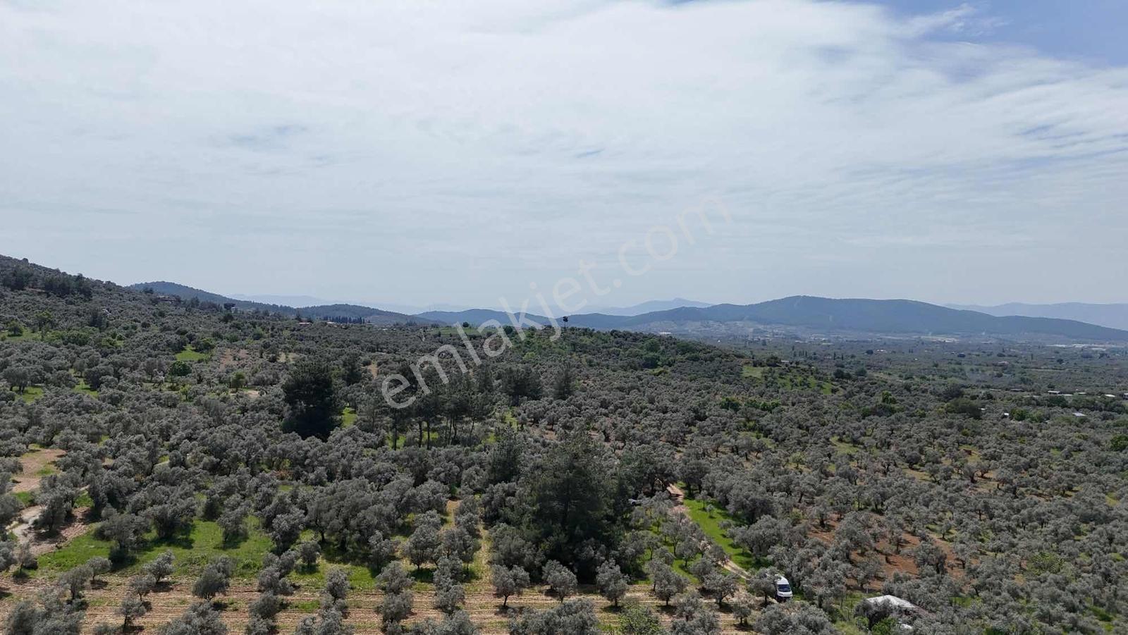 Dirmilde 1402 M2 Hisseli Zeytinlik - Görsel 16