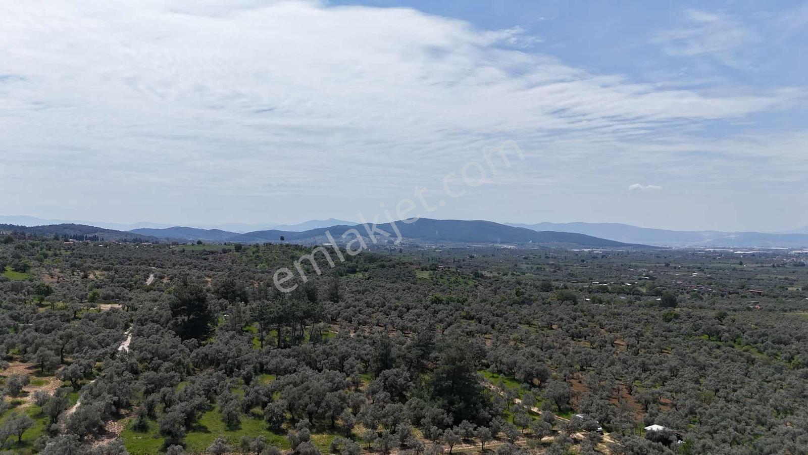 Dirmilde 1402 M2 Hisseli Zeytinlik - Görsel 15