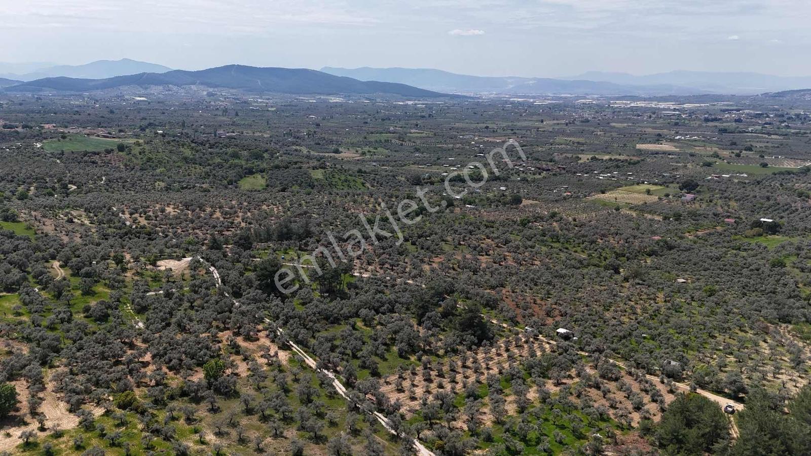 Dirmilde 1402 M2 Hisseli Zeytinlik - Görsel 8