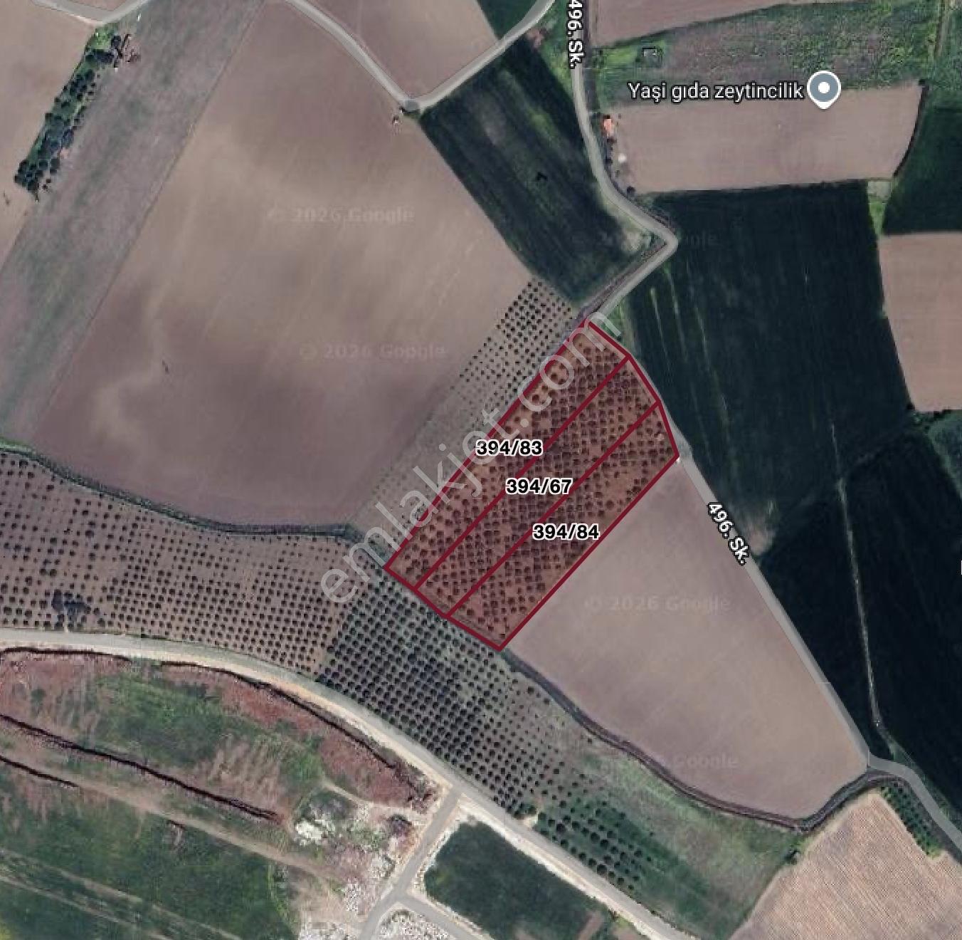 Hürriyet İmar Dibi 19260 M2 Elektrik Ve Sulu Zeytinlik - Görsel 24
