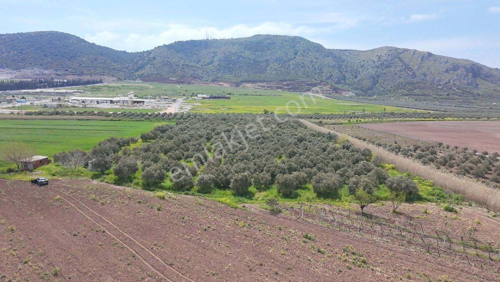 Hürriyet İmar Dibi 19260 M2 Elektrik Ve Sulu Zeytinlik - Görsel 13