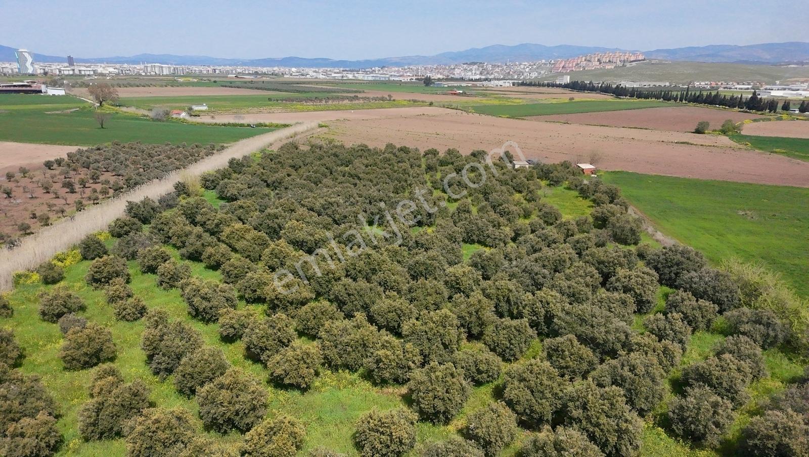 Hürriyet İmar Dibi 19260 M2 Elektrik Ve Sulu Zeytinlik - Görsel 5
