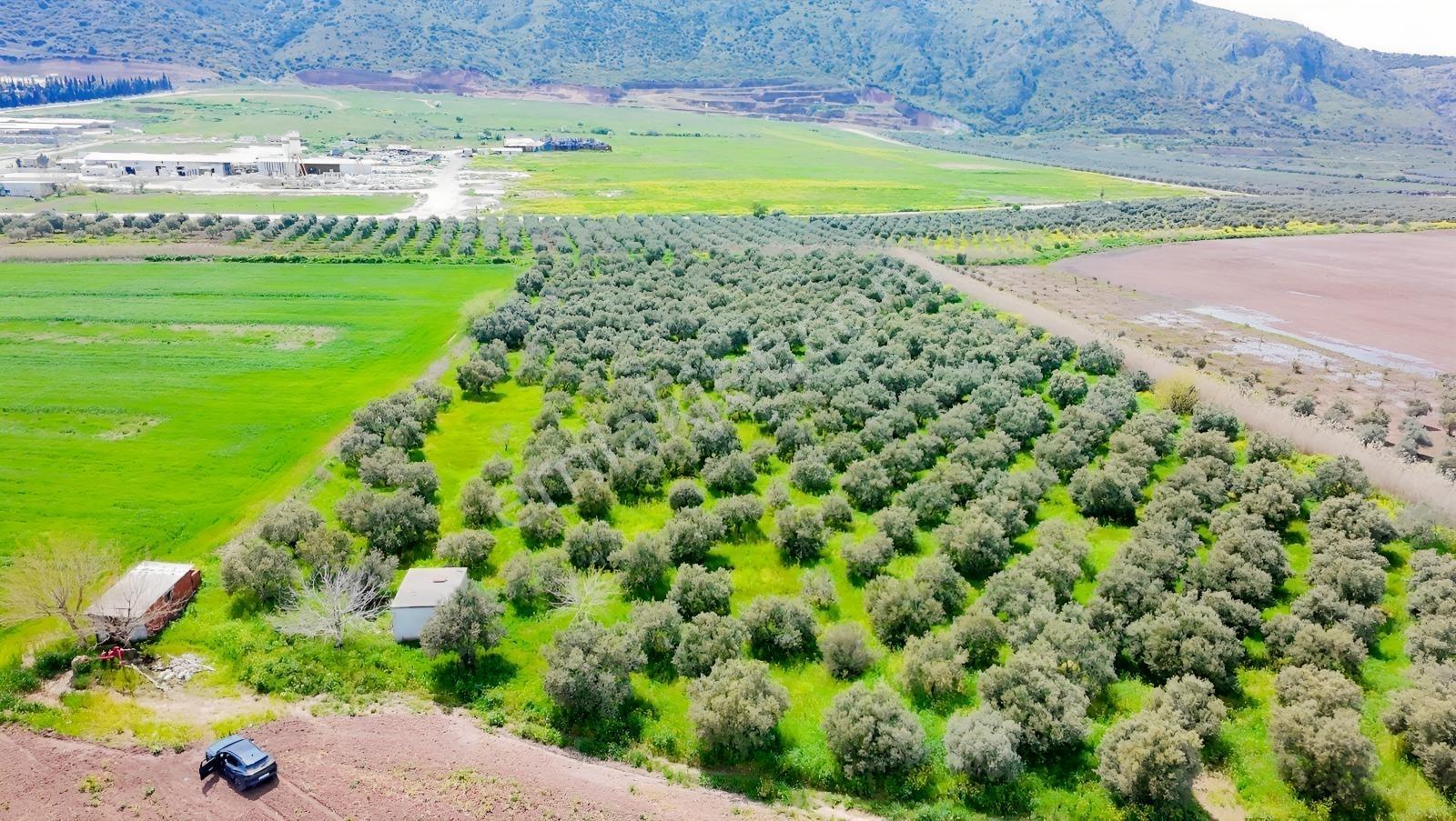 Hürriyet İmar Dibi 19260 M2 Elektrik Ve Sulu Zeytinlik - Görsel 17