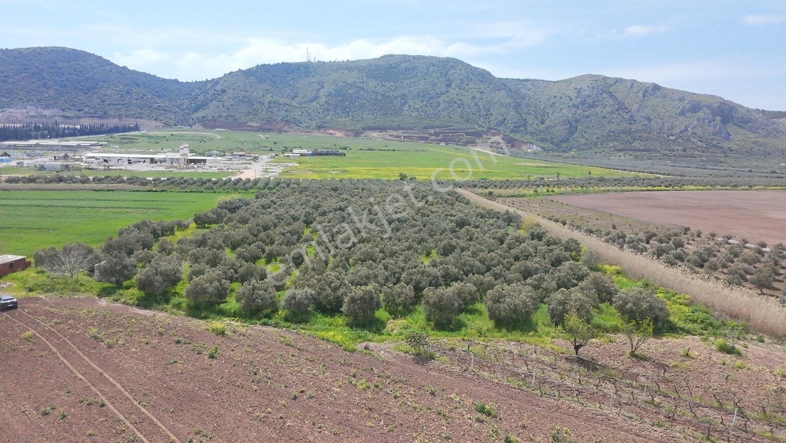 Hürriyet İmar Dibi 19260 M2 Elektrik Ve Sulu Zeytinlik - Görsel 2