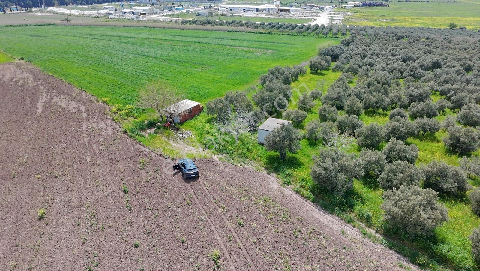 Hürriyet İmar Dibi 19260 M2 Elektrik Ve Sulu Zeytinlik - Görsel 16