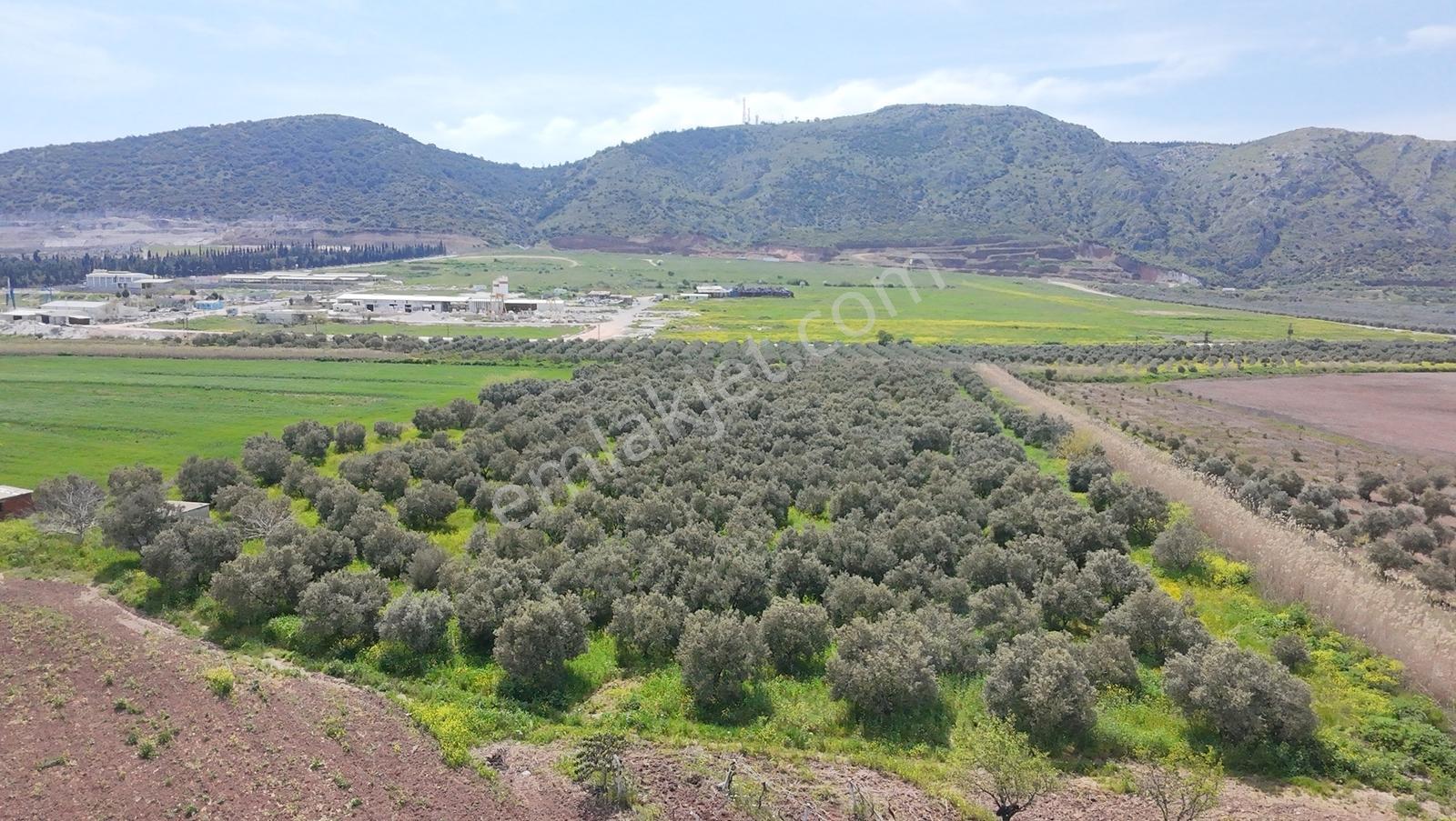 Hürriyet İmar Dibi 19260 M2 Elektrik Ve Sulu Zeytinlik - Görsel 11