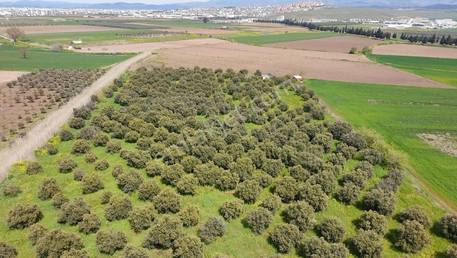 Hürriyet İmar Dibi 19260 M2 Elektrik Ve Sulu Zeytinlik - Görsel 22