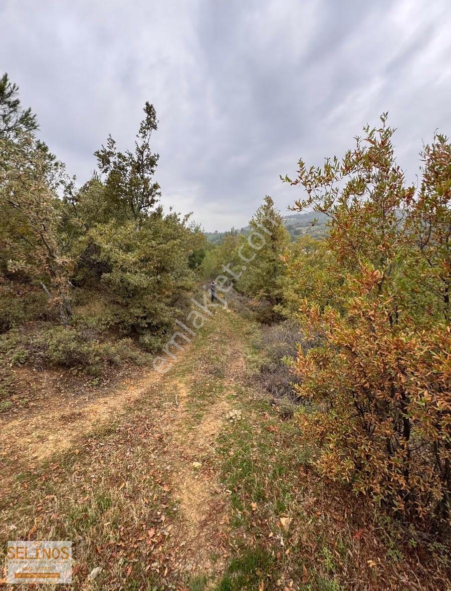 Bergama Karalar Satılık 2 Adet Zeytinlik - Görsel 5